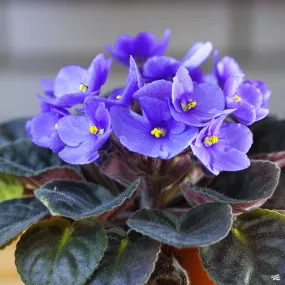 African Violet