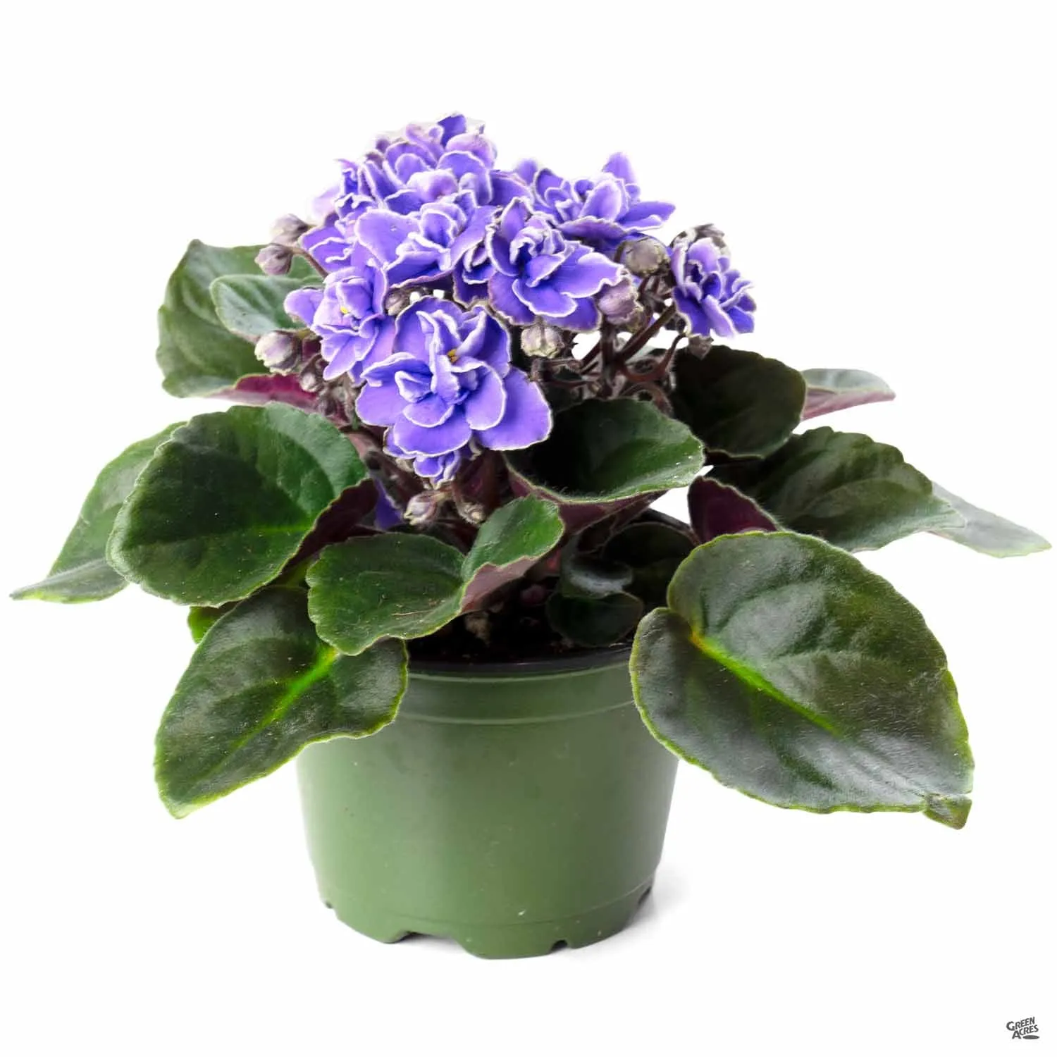 African Violet