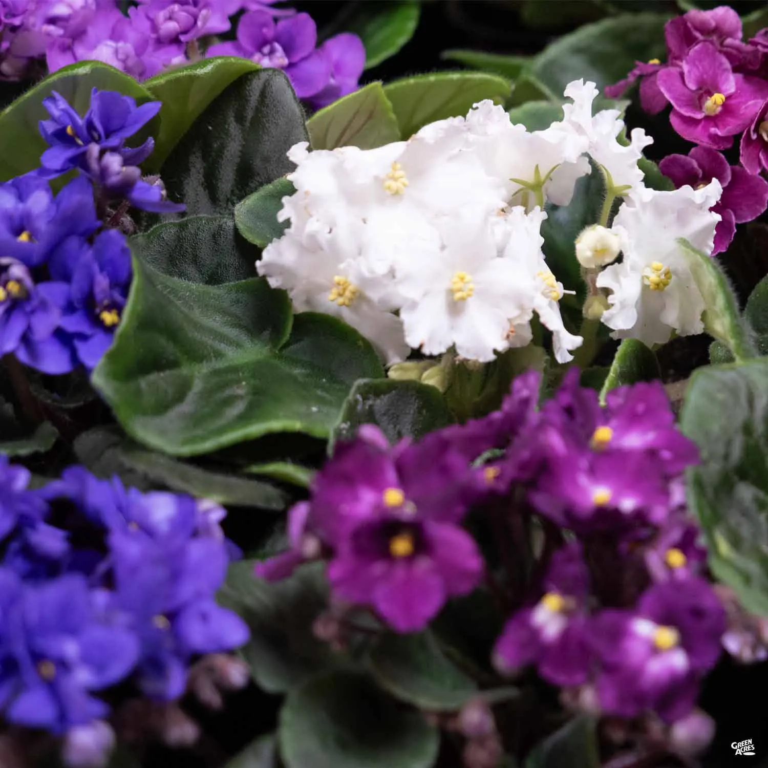 African Violet