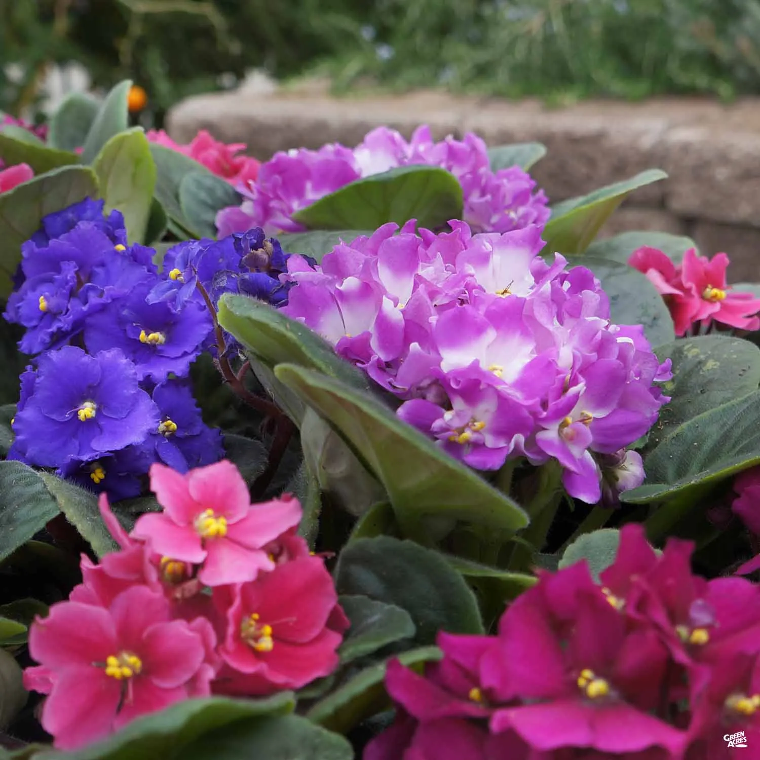 African Violet