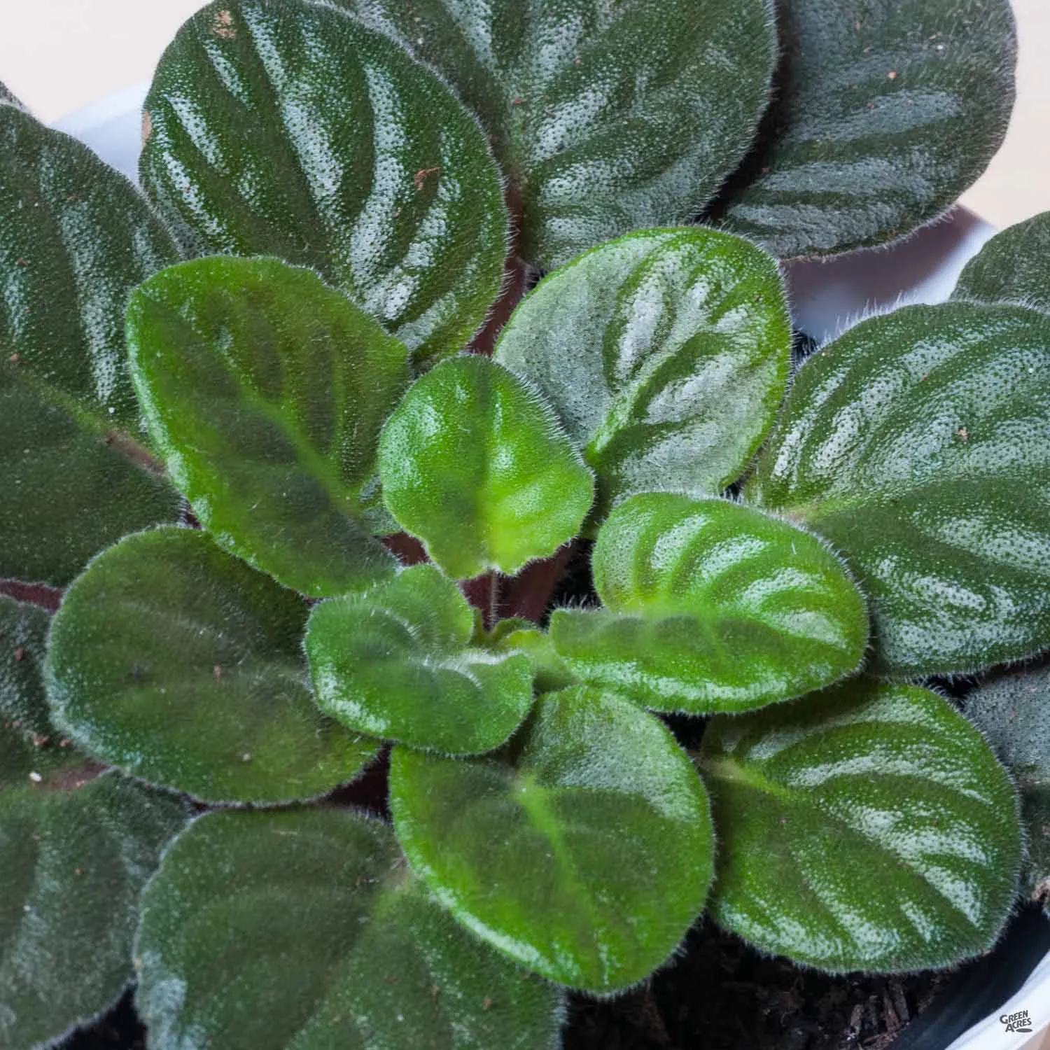 African Violet